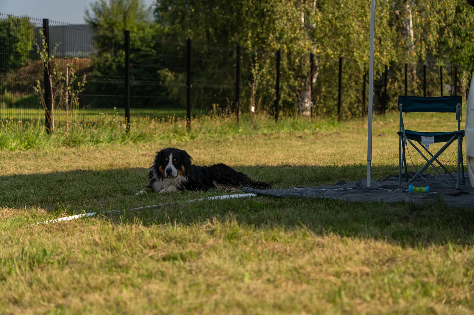 Duży pies leży odprężony w cieniu na stanowisku Schitterhof CAMPING WEISS